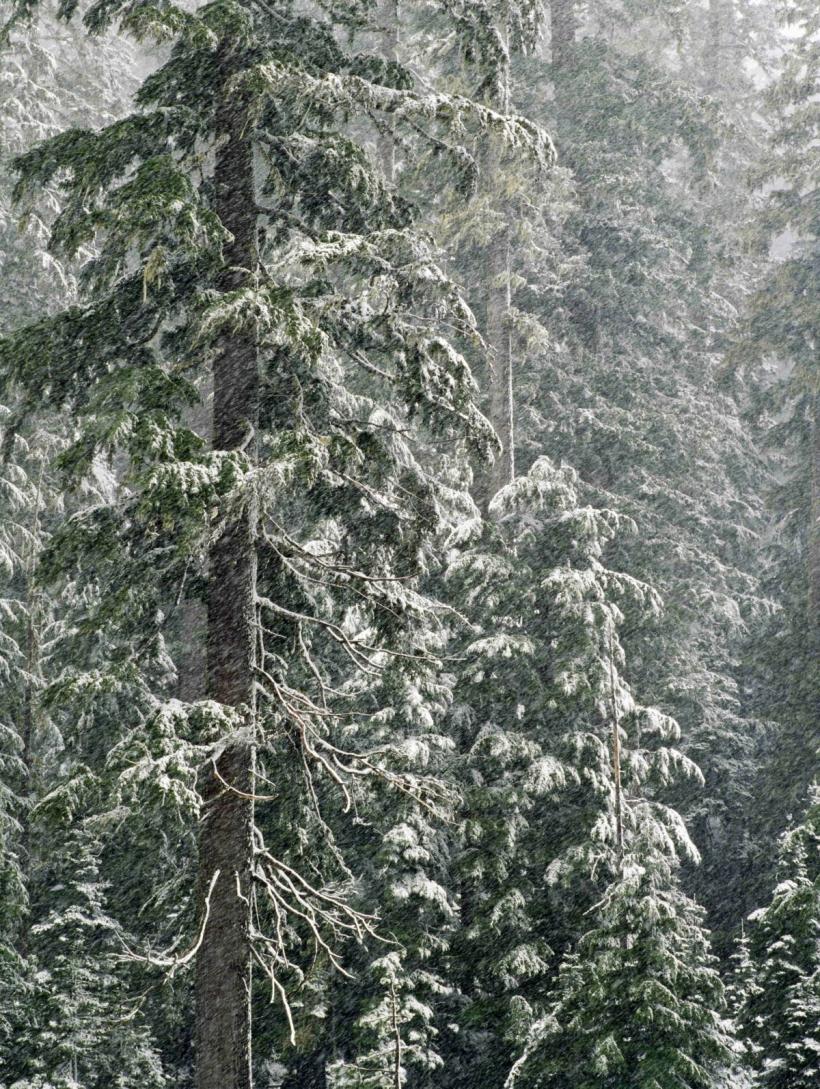 Ninsorile revin surprinzător în România la final de aprilie. Zonele unde va ninge