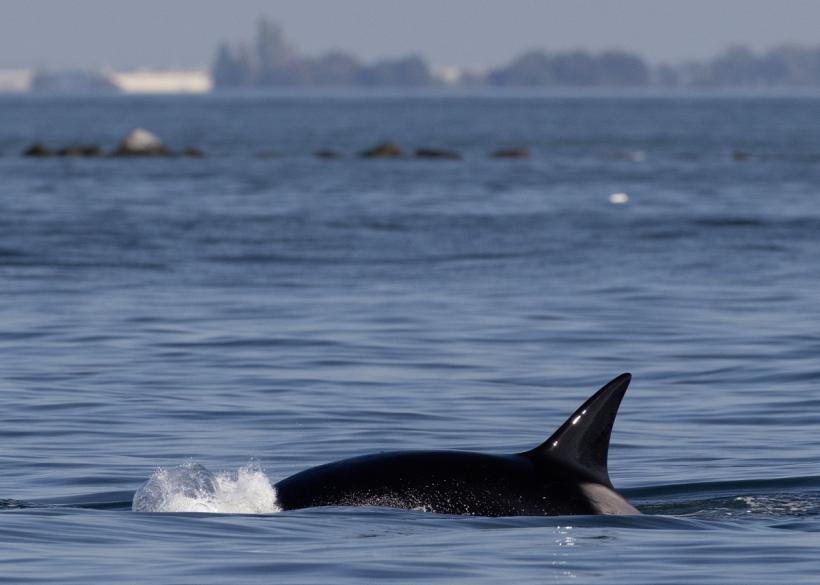 Misterele lumii. Creatura din adâncurile Oceanului Pacific îi intrigă pe oamenii de știință de peste un secol