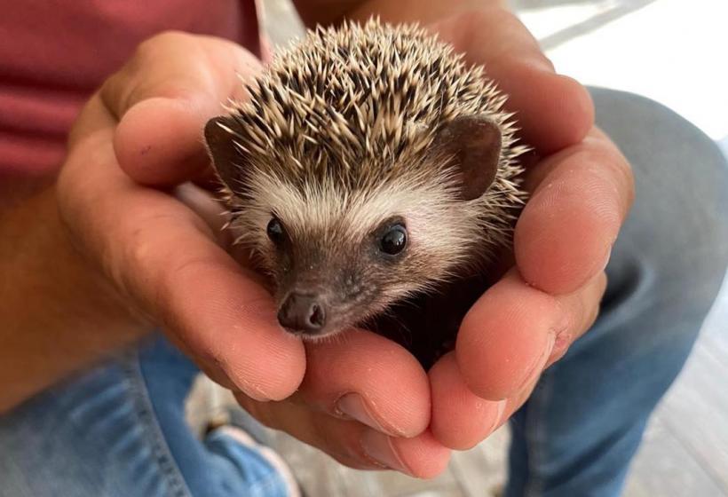 Uită de pesticide! Animalul nocturn care îți salvează plantele de melci și insecte