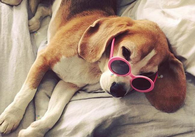 10 lucruri pe care câinele tău ar dori să NU le mai faci