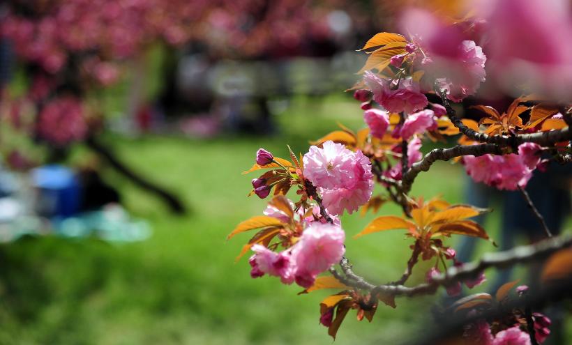 Hanami – sărbătoarea primăverii – în Grădina japoneză din Parcul Regele Mihai I (Herăstrău) 19004265