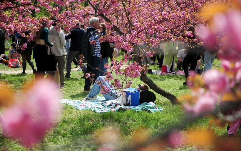 Hanami – sărbătoarea primăverii – în Grădina japoneză din Parcul Regele Mihai I (Herăstrău) 19004266