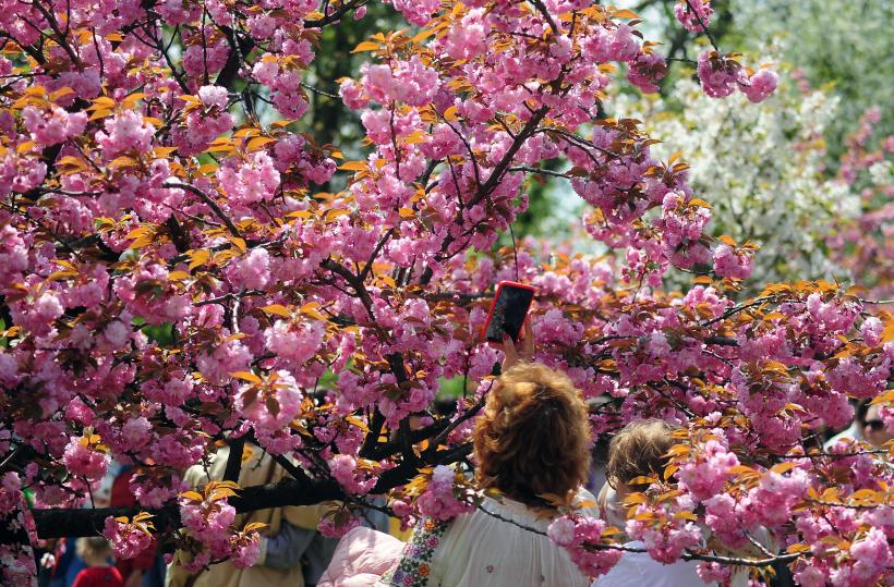 Hanami – sărbătoarea primăverii – în Grădina japoneză din Parcul Regele Mihai I (Herăstrău) 19004267