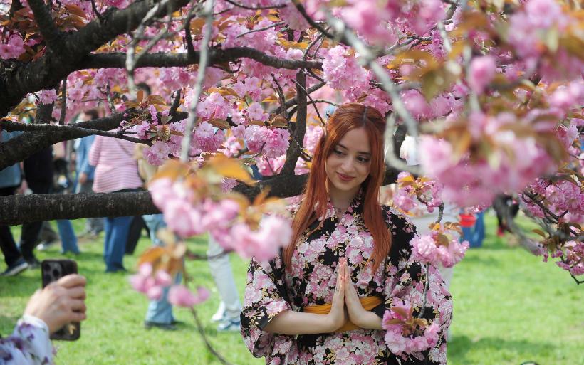 Hanami – sărbătoarea primăverii – în Grădina japoneză din Parcul Regele Mihai I (Herăstrău) 19004268
