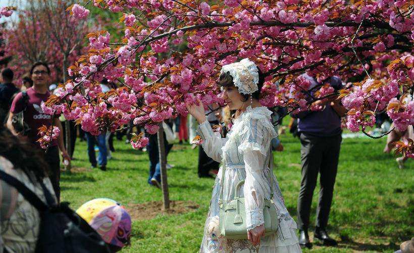 Hanami – sărbătoarea primăverii – în Grădina japoneză din Parcul Regele Mihai I (Herăstrău) 19004273