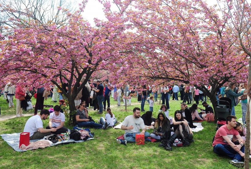 Hanami – sărbătoarea primăverii – în Grădina japoneză din Parcul Regele Mihai I (Herăstrău) 19004280