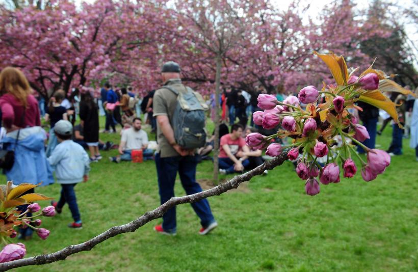 Hanami – sărbătoarea primăverii – în Grădina japoneză din Parcul Regele Mihai I (Herăstrău) 19004281