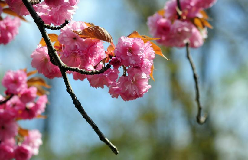 Hanami – sărbătoarea primăverii – în Grădina japoneză din Parcul Regele Mihai I (Herăstrău) 19004289