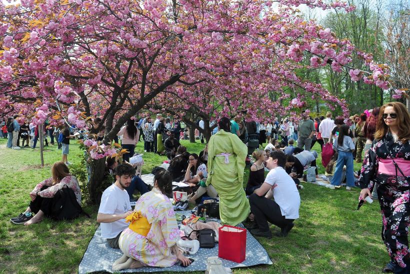 Hanami – sărbătoarea primăverii – în Grădina japoneză din Parcul Regele Mihai I (Herăstrău) 19004291