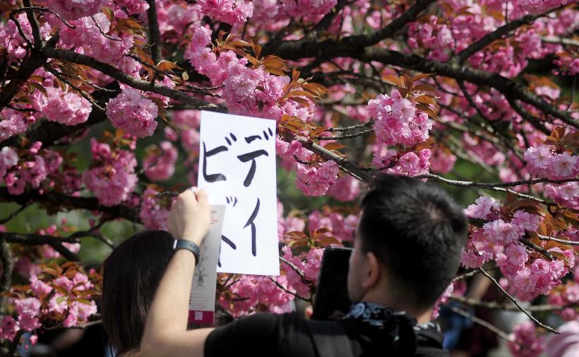 Hanami – sărbătoarea primăverii – în Grădina japoneză din Parcul Regele Mihai I (Herăstrău) 19004294