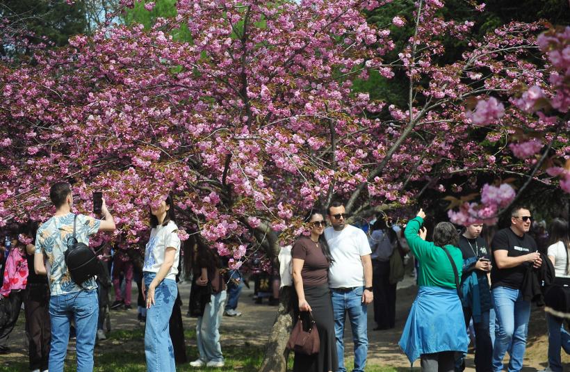 Hanami – sărbătoarea primăverii – în Grădina japoneză din Parcul Regele Mihai I (Herăstrău) 19004295