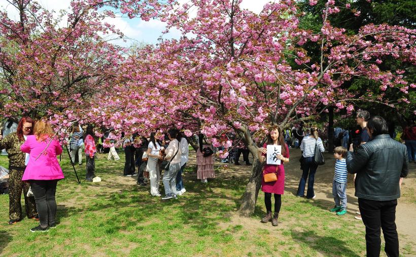 Hanami – sărbătoarea primăverii – în Grădina japoneză din Parcul Regele Mihai I (Herăstrău) 19004297
