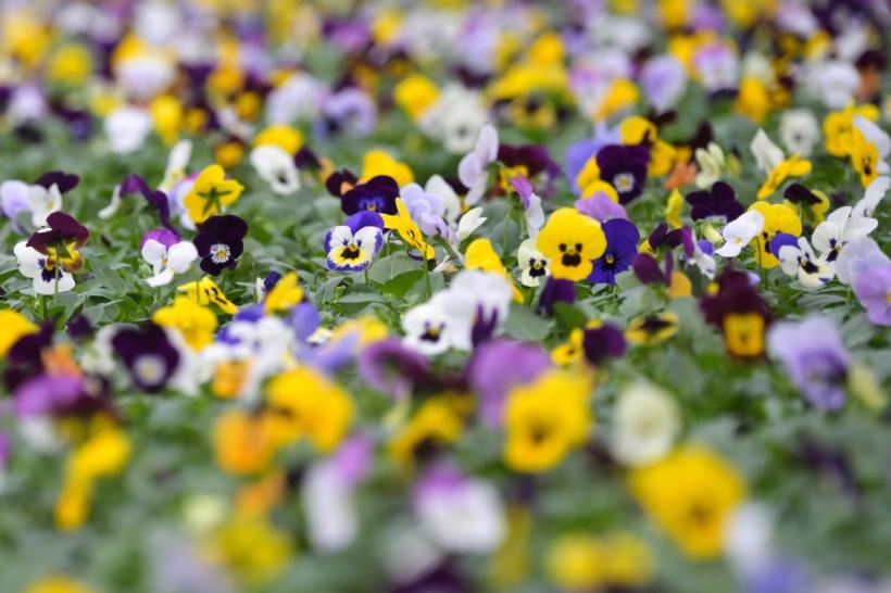 Horoscop: cine sunt cele 5 zodii avantajate în sezonul Taurului (20 aprilie – 20 mai 2026)