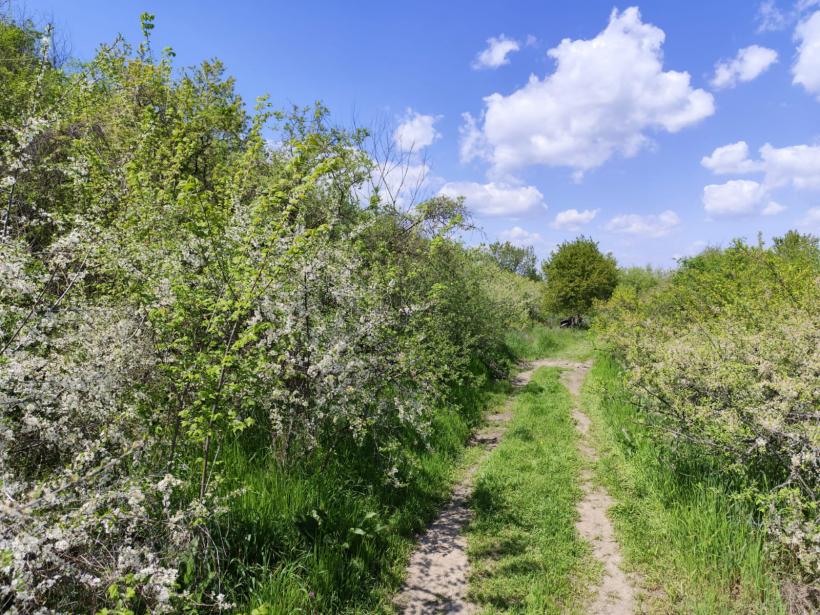 Ipoteză șocantă: Cetatea Argedava, în vizorul vânătorilor de comori 19004370