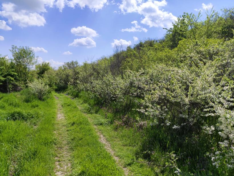 Ipoteză șocantă: Cetatea Argedava, în vizorul vânătorilor de comori 19004379