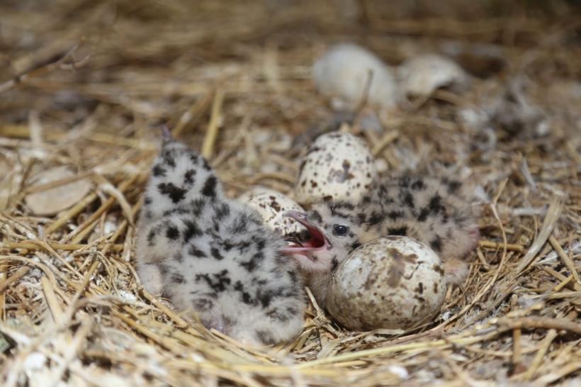 Caz șocant în Capitală: Cuiburi de pescăruși dintr-un bloc au fost distruse de un locatar. A intervenit Poliția Animalelor