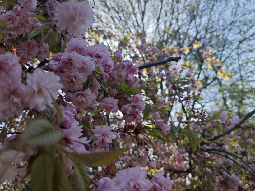 Primăvara, sezonul marilor schimbări: cine își urmează visurile fără să mai amâne