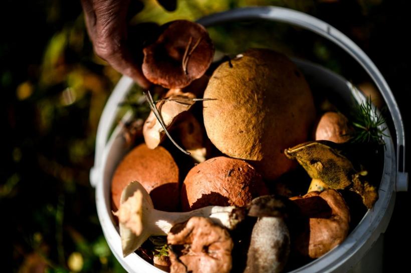 Gust intens și textură catifelată: Rețetă de ciuperci în sos de unt