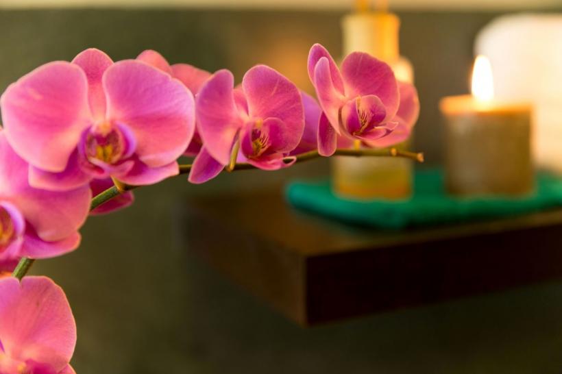 3 semne că orhideea ta are nevoie urgentă de un nou ghiveci