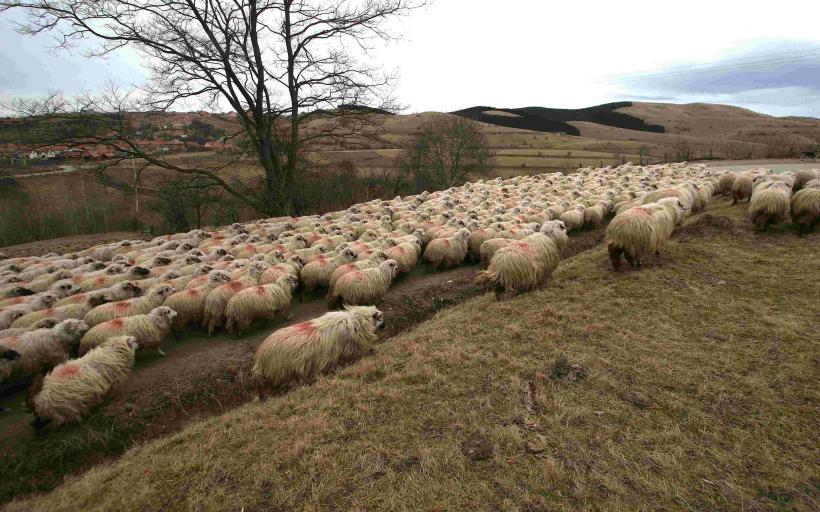Extremismul ecologist mai urcă o treaptă: interzis cu oaia la munte!