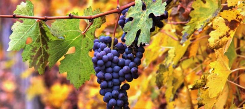 Prima stațiune oenoturistică din România a fost lansată oficial