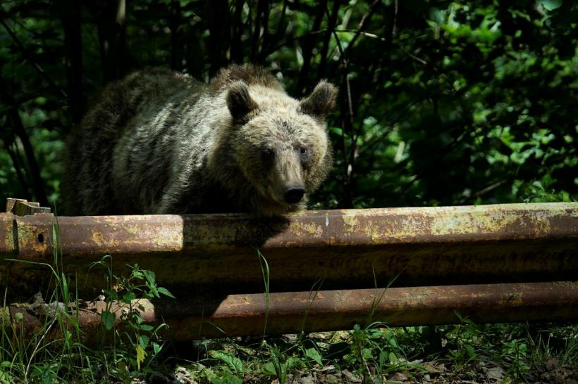 Alertă de urs la Vișeul de Sus