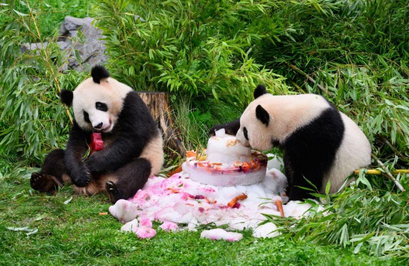 China va trimite panda uriași în Atlanta