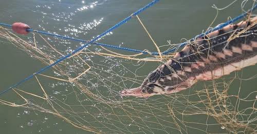 Intervenție contracronometru: Cinci delfini și un rechin, salvați de Garda de Coastă din plase amplasate ilegal în Marea Neagră