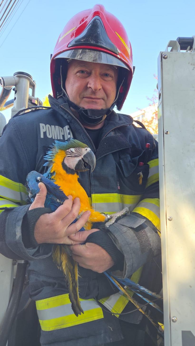 Pompierii clujeni au salvat un papagal blocat în vârful unui brad
