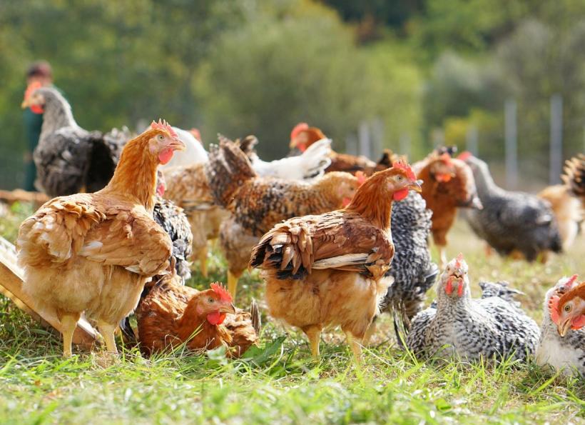 Carmistin The Food Company își consolidează poziția de lider în sectorul avicol din România, prin dublarea producției în ultimii doi ani 19005551