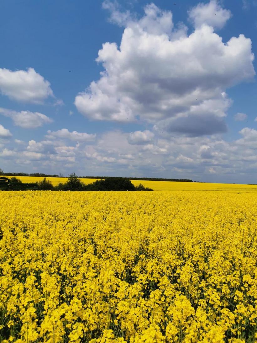 Carmistin The Food Company își consolidează poziția de lider în sectorul avicol din România, prin dublarea producției în ultimii doi ani 19005554