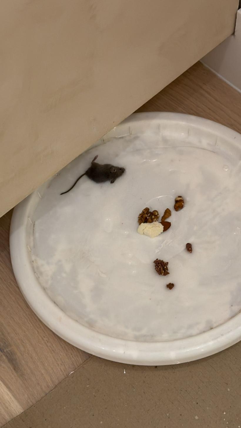 Reportaj: Un nou „Nordis”, dar cu ceva în plus: șoareci 19005467