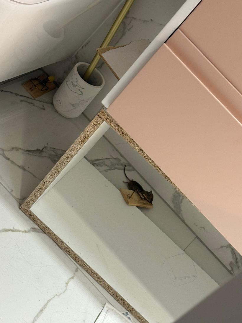 Reportaj: Un nou „Nordis”, dar cu ceva în plus: șoareci 19005468