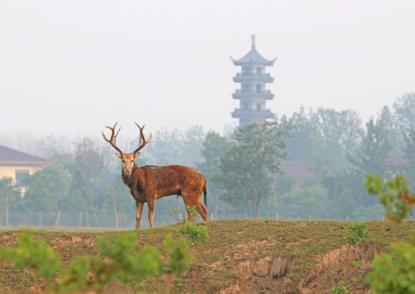 Un animal dispărut de două secole reapare în pădurile din România 
