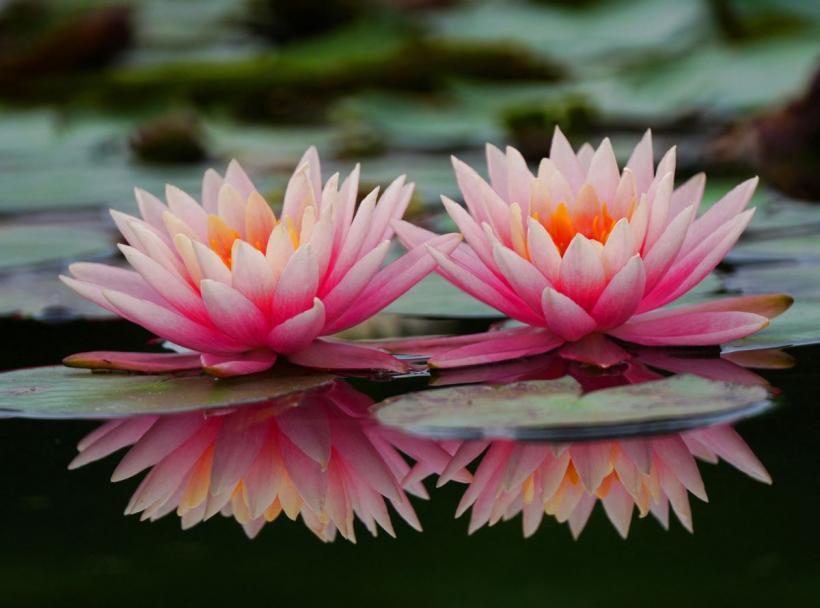 Astrologii spun: aceste 4 luni de naștere trebuie să-și recunoască valoarea