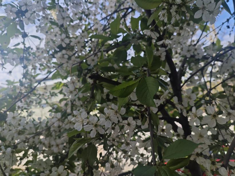 Luna Florilor din 2026 aduce transformări puternice: 6 luni de naștere chemate la un nou început