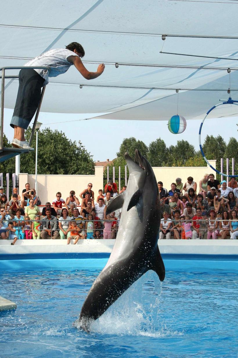 Cozi la Delfinariul din Mamaia în minivacanța de 1 Mai 19006581