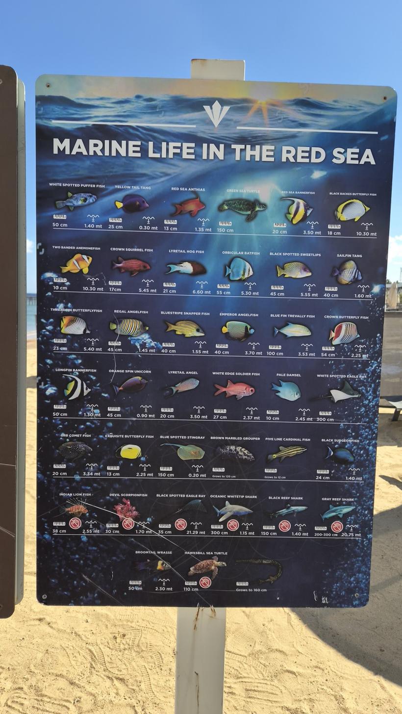 Vacanță în Sharm El-Sheikh: ghidul complet pentru românii care visează la farmecul Egiptului 19006949