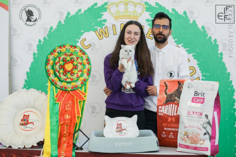 Performanță spectaculoasă pentru România: pisicile campioane cuceresc Europa, iar o felină de pe stradă devine star internațional 19007517