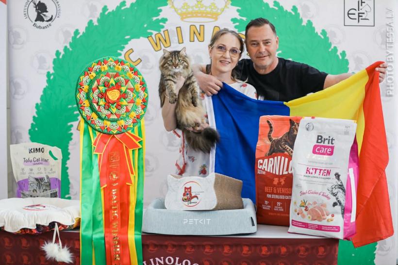 Performanță spectaculoasă pentru România: pisicile campioane cuceresc Europa, iar o felină de pe stradă devine star internațional 19007522