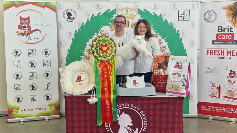 Performanță spectaculoasă pentru România: pisicile campioane cuceresc Europa, iar o felină de pe stradă devine star internațional 19007523