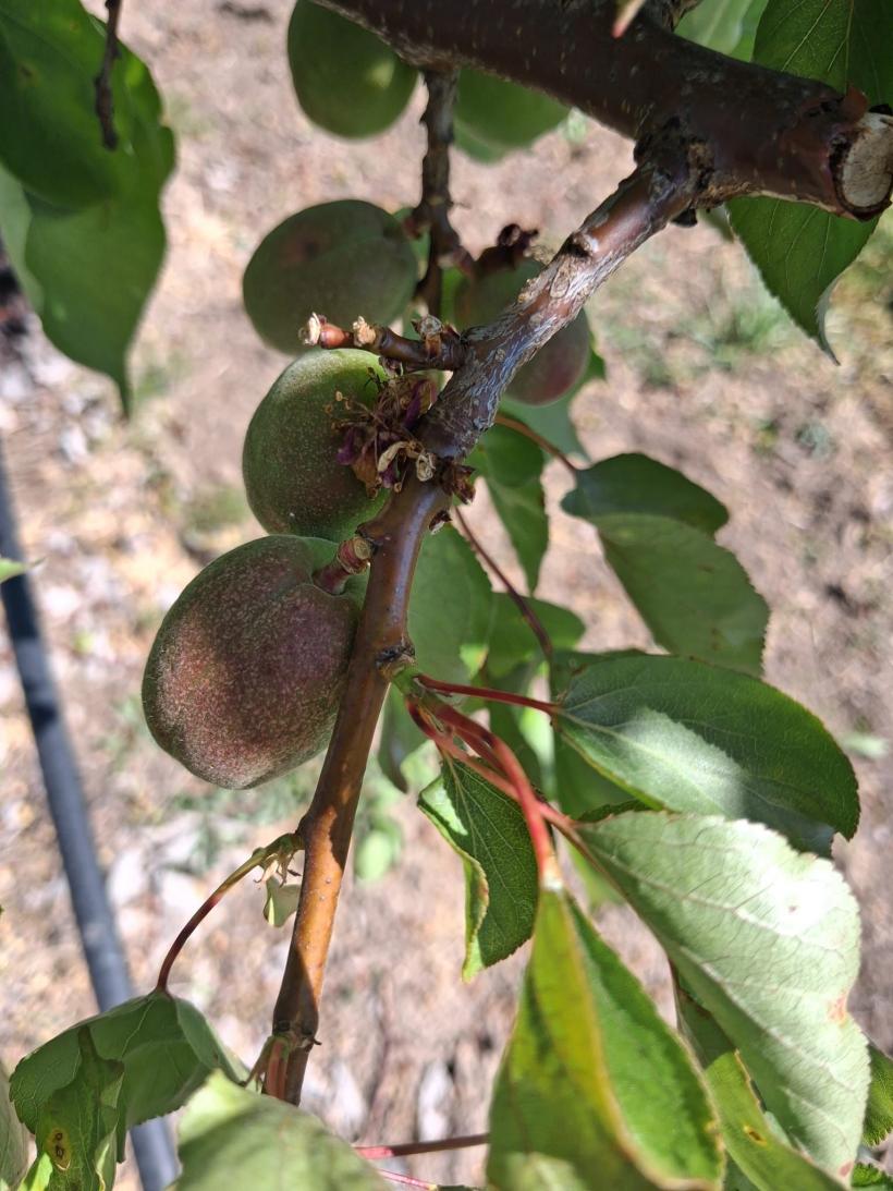 Guvernul blochează peste 200 de milioane de euro din Fondul de Risc pentru agricultură, de 4 ani 19007785