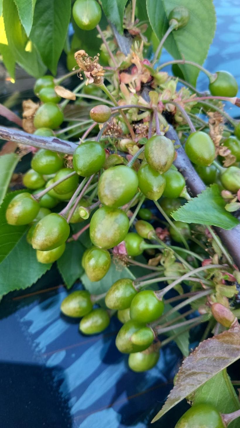 Guvernul blochează peste 200 de milioane de euro din Fondul de Risc pentru agricultură, de 4 ani 19007789