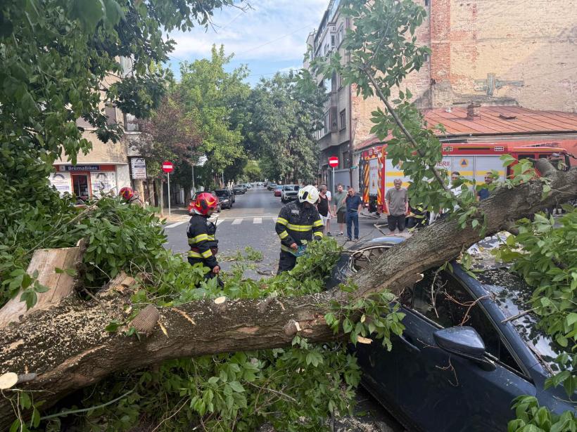 Copaci căzuți și mașini avariate: Efectele vântului puternic în București și Ilfov 19008271