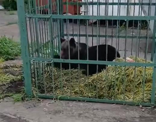 Urs prins în curtea Școlii de Poliție Câmpina