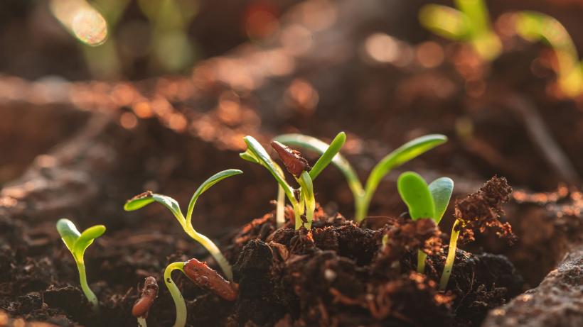 Secretele unei grădini sănătoase: 6 lucruri pe ca nu le știai despre plantele tale 