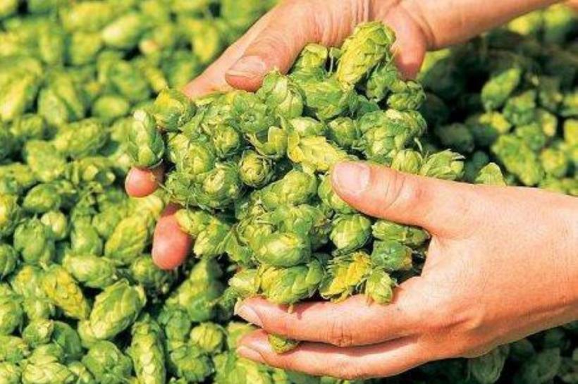 Delicatesa de 1.000 de euro per kilogram, pe care românii o consideră o buruiană