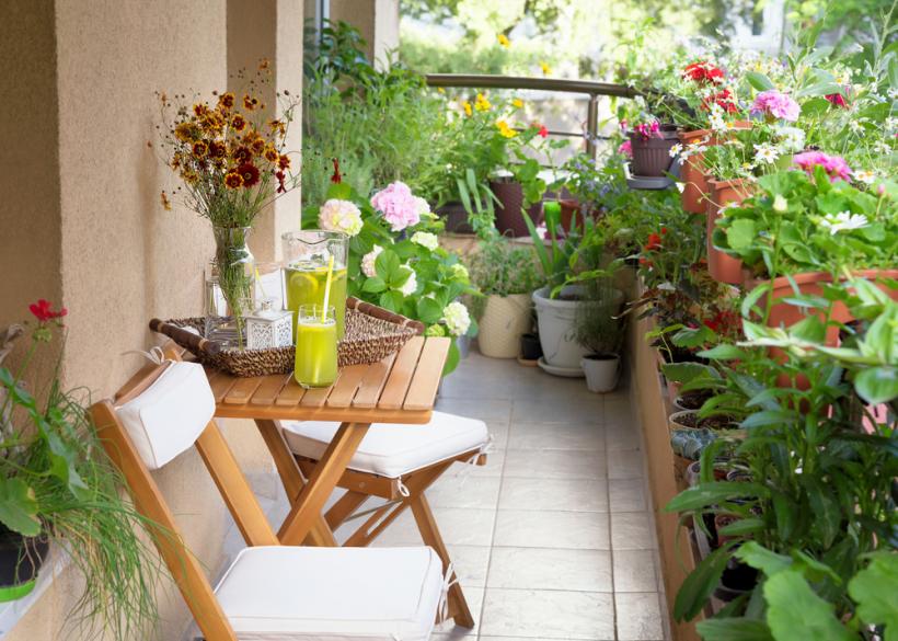 5 plante rezistente la caniculă pentru un balcon plin de flori