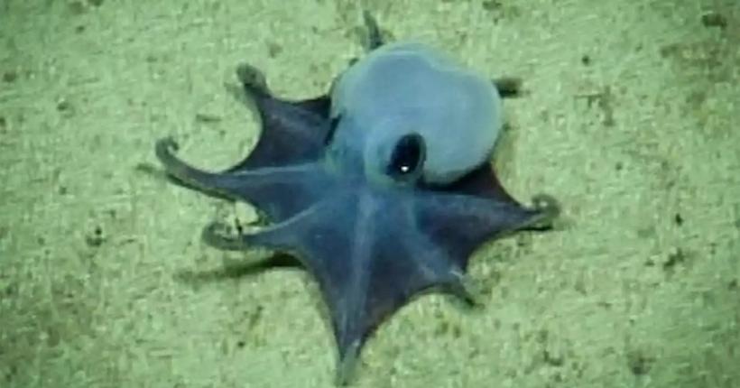 S-a descoperit o nouă specie de caracatiță. Culoarea ei este cea mai rară din natură