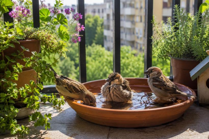 Păsările nu transpiră. Au nevoie de ajutorul tău pe caniculă. Fă aceste 2 lucruri 